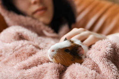 Cute guinea pig in the girl's arms, child and animal concept