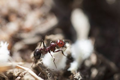 Close-up of insect