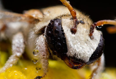 Close-up of insect