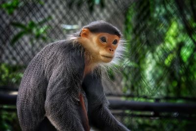 Monkey looking away in a zoo