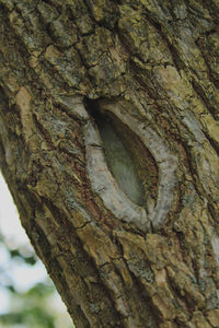 Close-up of tree trunk