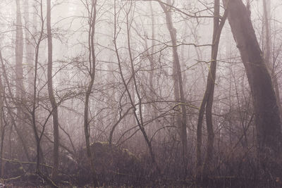 Bare trees in forest