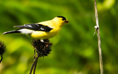 Close-up of bird perching on branch