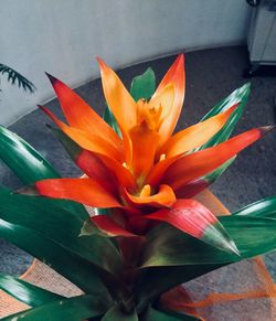 Close-up of orange flowering plant