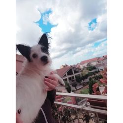 Portrait of dog by window against sky