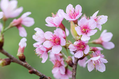 Close-up of pink cherry blossoms in spring