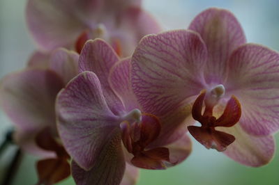 Close-up of pink orchids