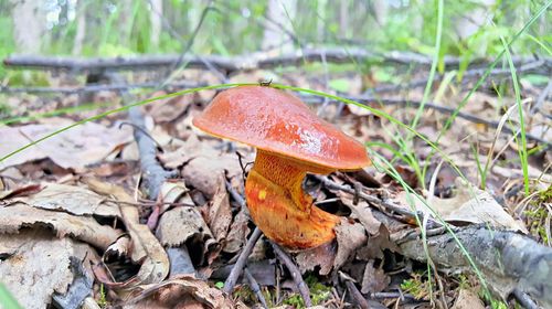 Close-up of mushroom growing in forest