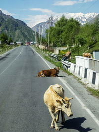 High angle view of cows on road against sky