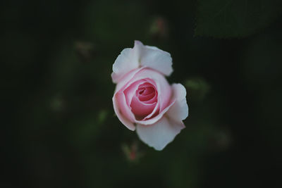 Close-up of pink rose