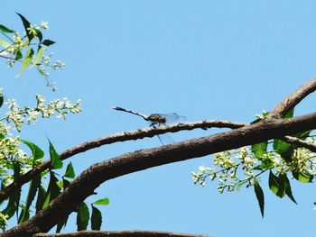 Close-up of bird perching on tree against sky