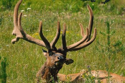 Deer grazing in field