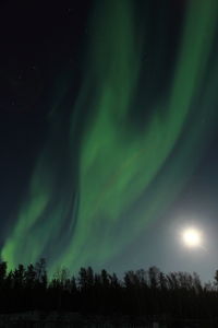 Low angle view of illuminated trees against sky at night