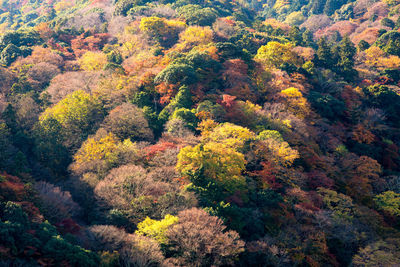 High angle view of autumn trees in forest