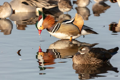 Male mandarin duck in a lake