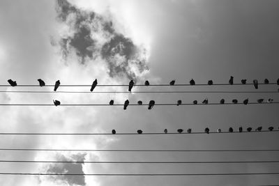 Flock of birds perching on cable