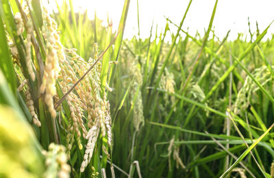 Close-up of grass growing in field