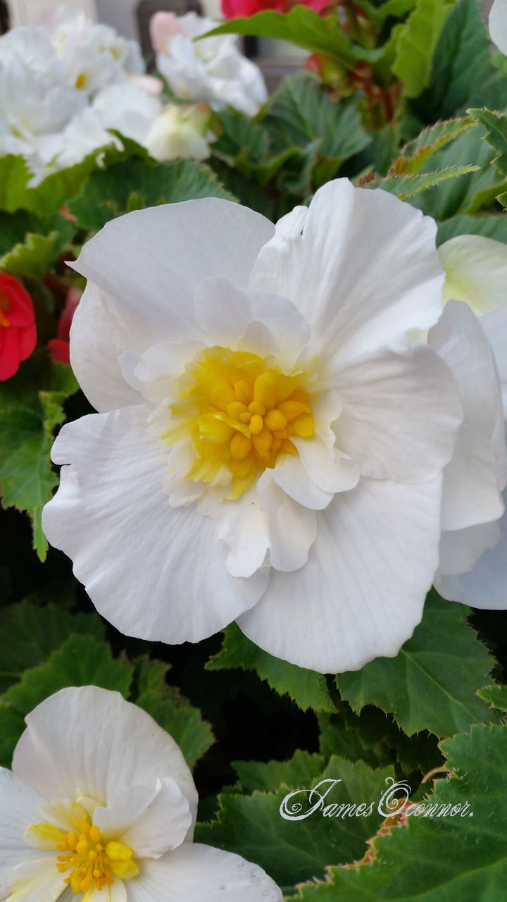CLOSE-UP OF WHITE ROSE
