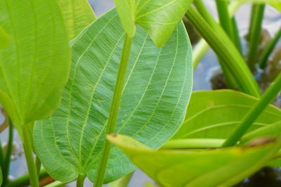 Close-up of green leaves