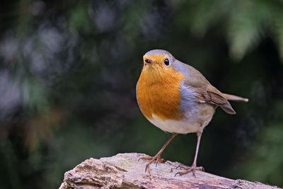 Close-up of bird perching on rock