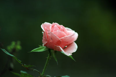 Close-up of pink rose