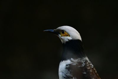 Close-up of a bird