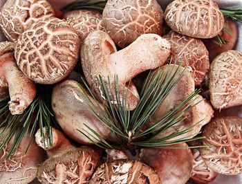 High angle view of mushrooms on table