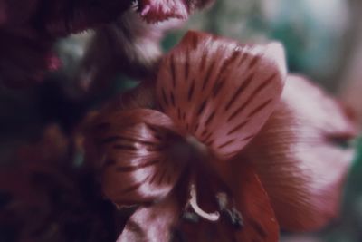 Close-up of flowering plant