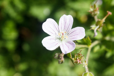 Close-up of flower blooming outdoors