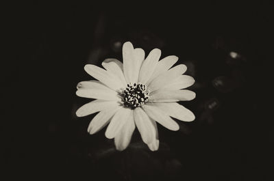 Close-up of flowers