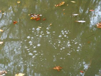 High angle view of fishes swimming in lake