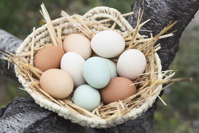 Chicken eggs of various colors.