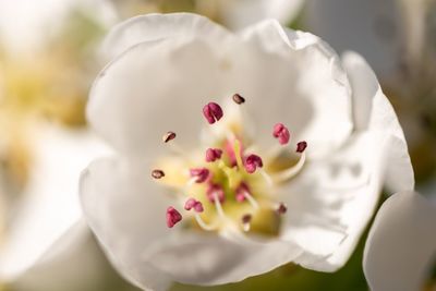 Close-up of white flowering plant