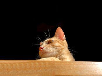 Close-up of cat against black background