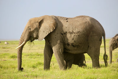 Elephants in amboseli national park, kenya