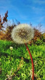 Close-up of dandelion against sky