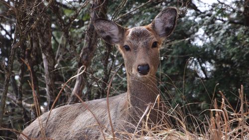 Portrait of deer on tree