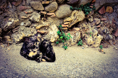 High angle view of dog with cat