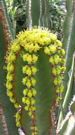 Close-up of cactus