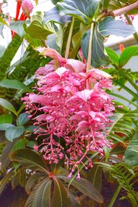 Close-up of flowers growing on tree