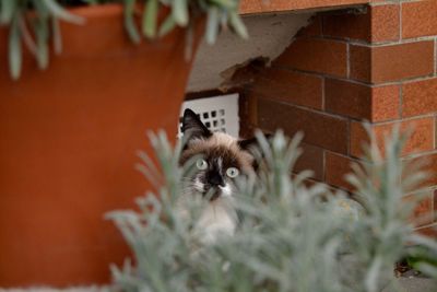 Cat hiding behind plant