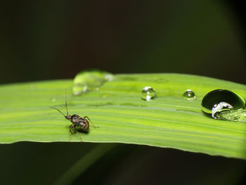 Close-up of insect on plant