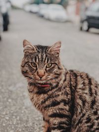 Portrait of tabby cat on street