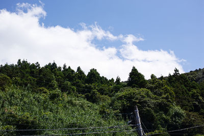 Panoramic view of trees and plants against sky
