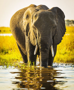 Elephants drinking water