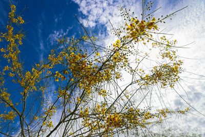 Low angle view of tree against sky