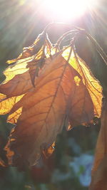 Aerial view of autumn leaves against sky