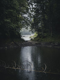 Canal amidst trees in forest