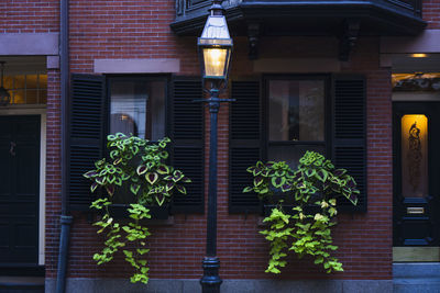 Big planters with various plants set against brick wall with windows and shutters