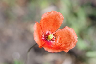 Close-up of red poppy blooming outdoors